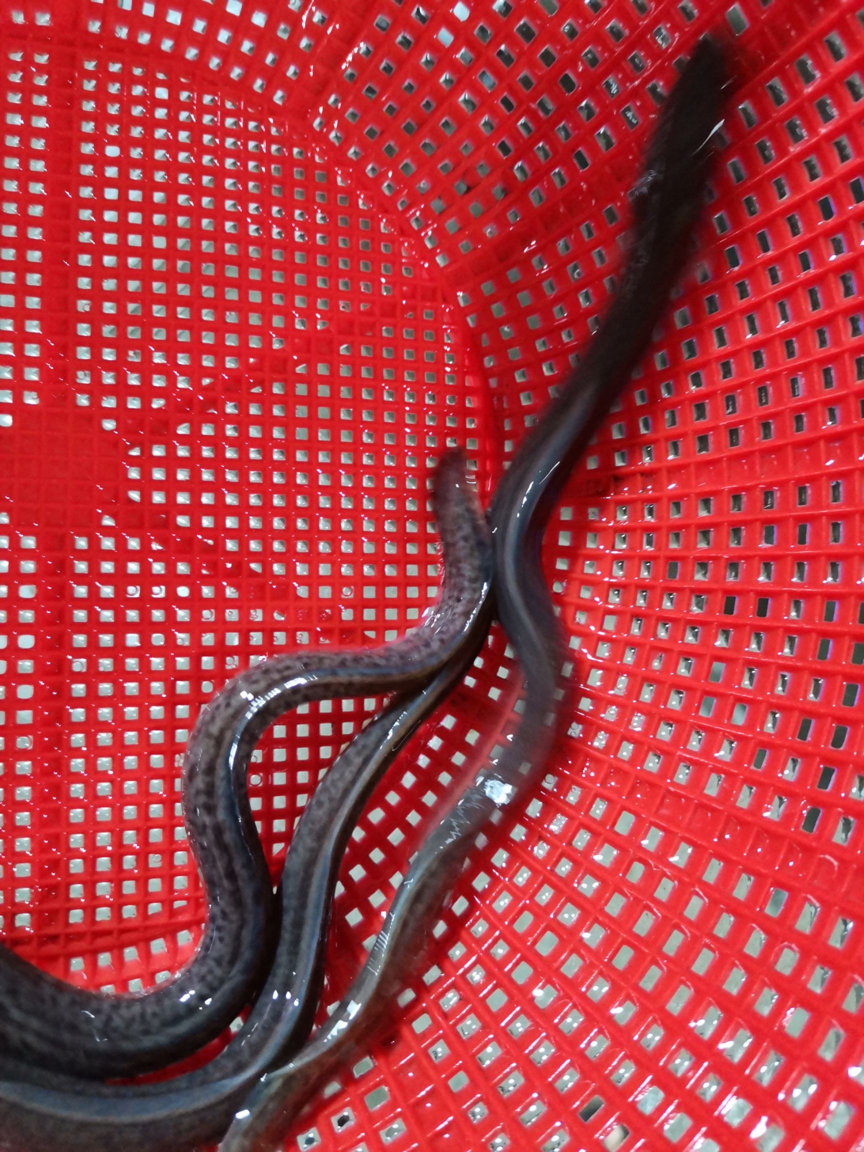 鳗鱼苗  白鳝鱼苗 日本 美洲鳗 花锦鳝18-25cm