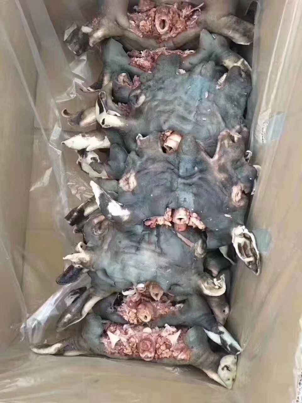 羊头