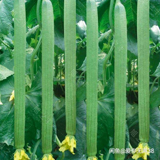 东海县 鲜花丝瓜