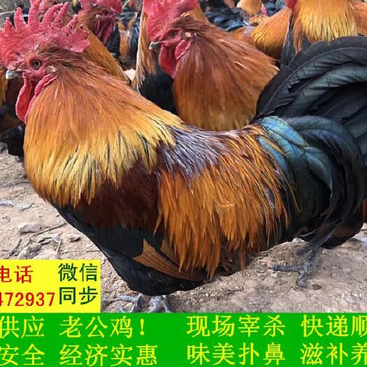 齐河县 回养公鸡