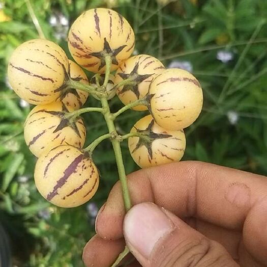 石林县 人参果