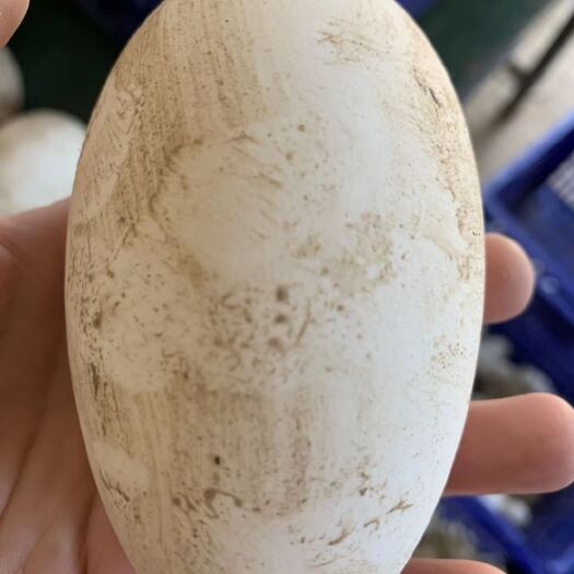 延安 家养鹅蛋，大量批发