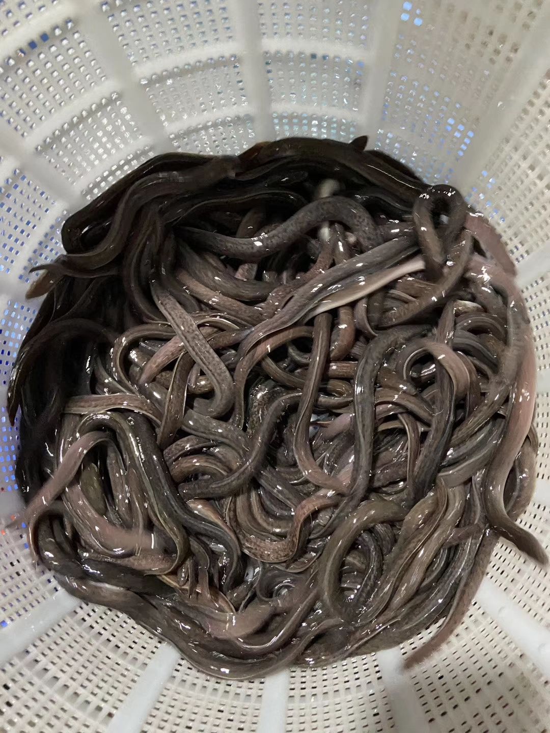 鳗鱼苗  白鳝鱼苗 日本 美洲鳗 花锦鳝18-25cm