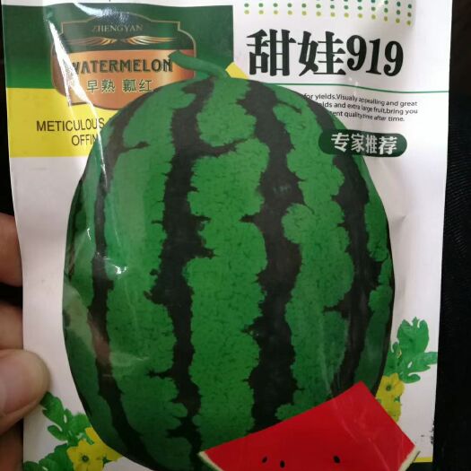 郑州甜王西瓜种子 【郑研】甜娃919 大红瓤 高产