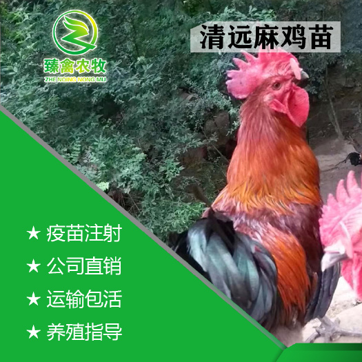 南宁 清远麻鸡苗，出壳包打疫苗，运输包邮