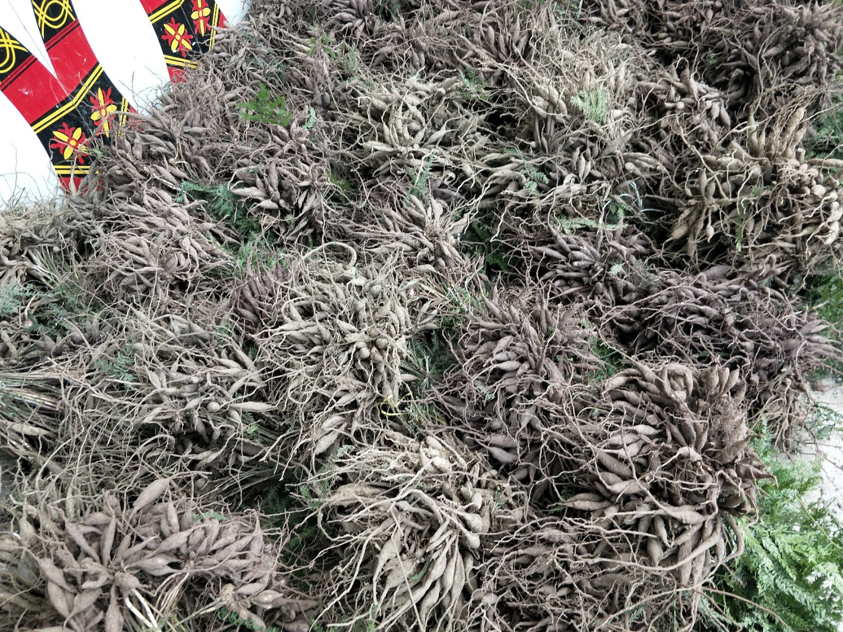 天冬苗 天门冬种苗 优质天冬苗