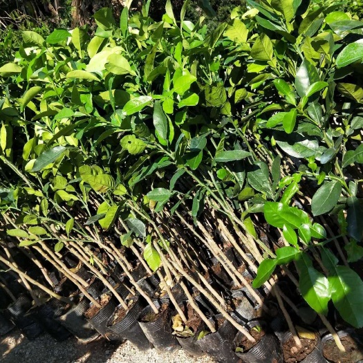 灵山县红心柚苗 秦国红心青皮柚