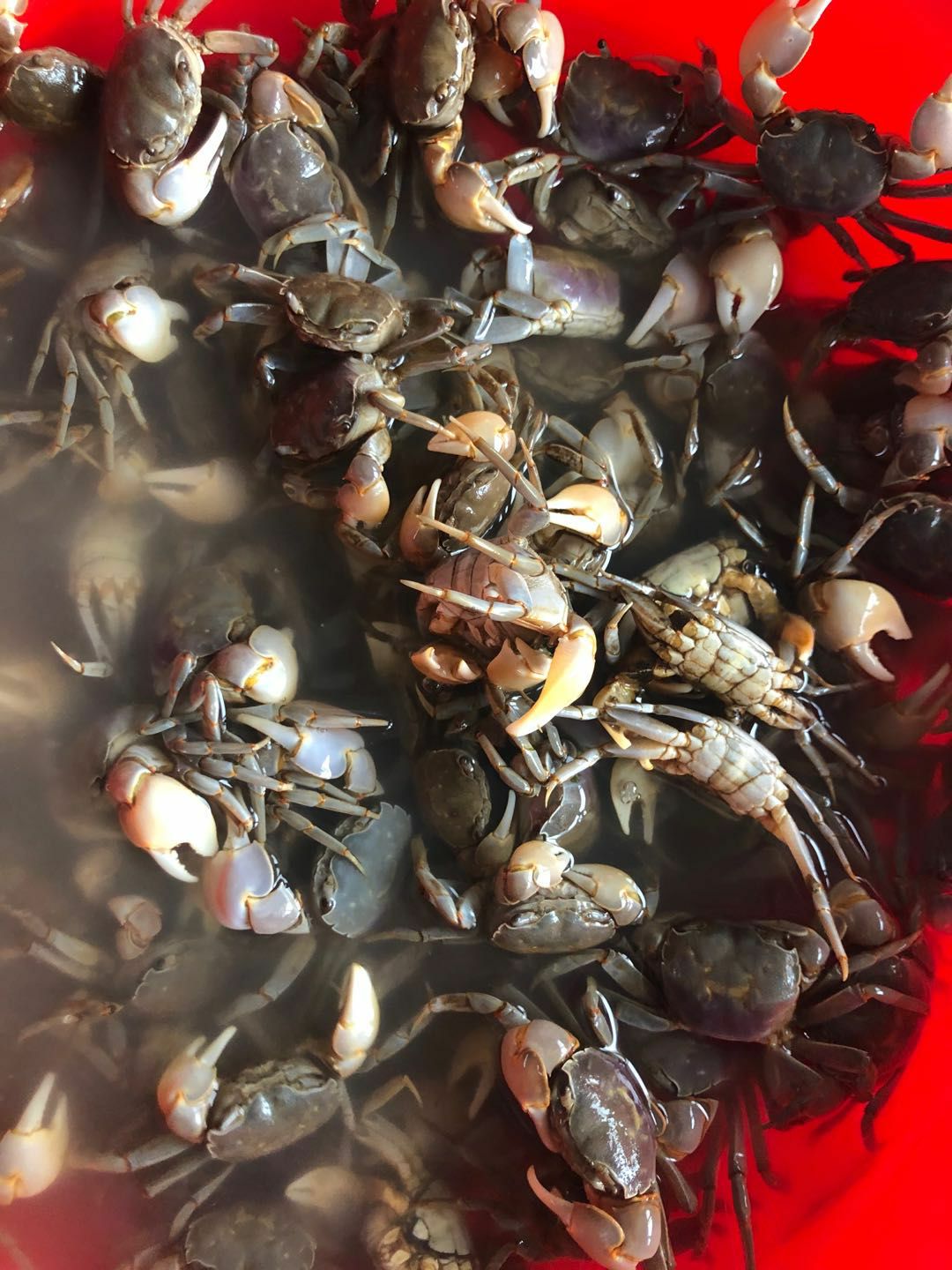 滨州珍宝蟹 发财蟹，麻辣，腌制都可以
