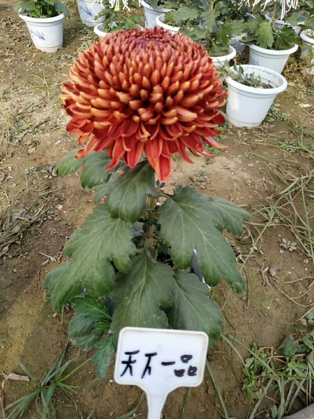 秋菊苗 优质品种菊种苗预售，品种多无张冠李戴！！！