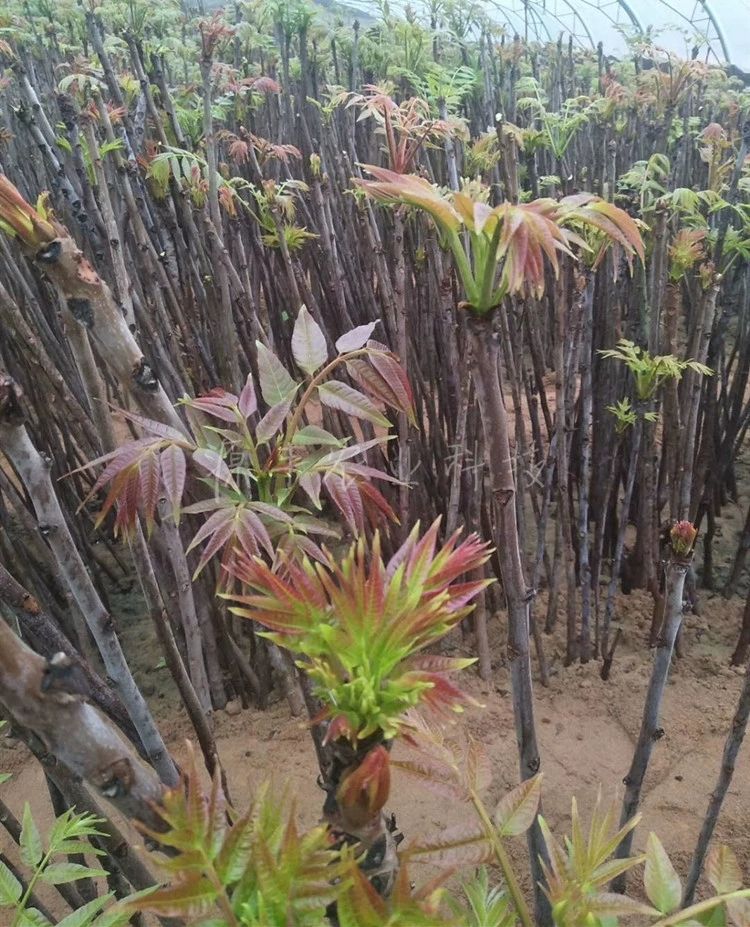 红油香椿苗 香椿树苗正宗红油绿油香春芽苗树四季盆栽地栽南北方种植当年食用