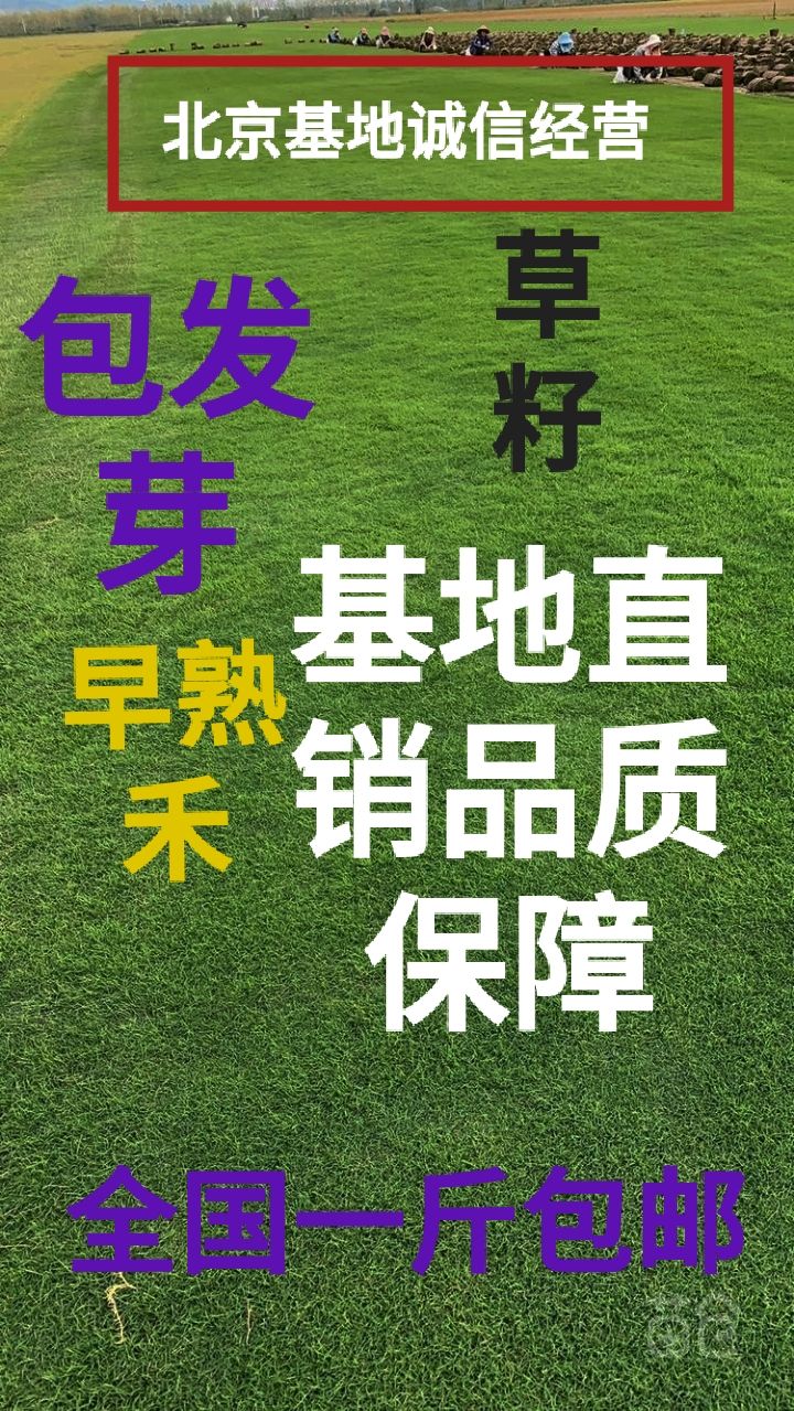 北京护坡草种子 基地直销草籽包发芽早熟禾高羊茅护坡草坪四季常青草坪草种
