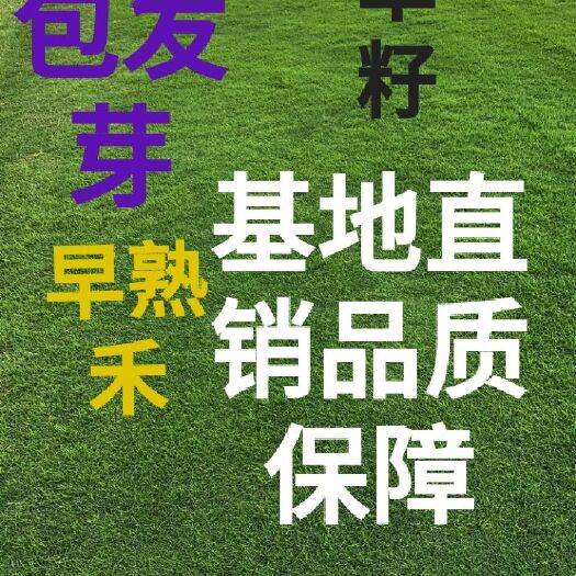 北京护坡草种子 基地直销草籽包发芽早熟禾高羊茅护坡草坪四季常青草坪草种