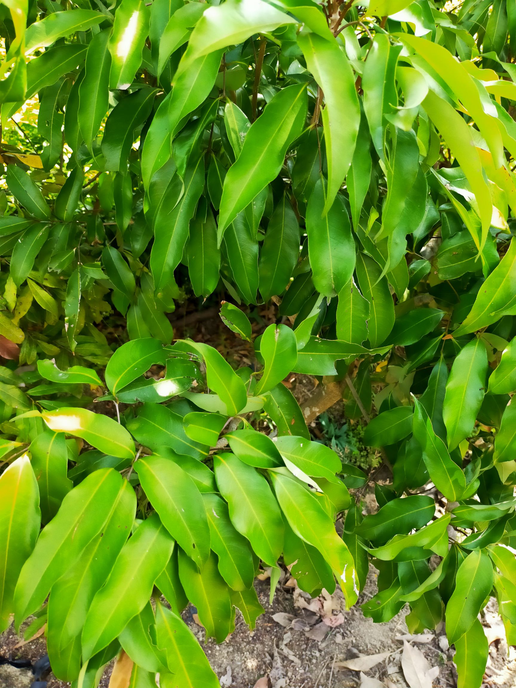 桂味荔枝苗 茘枝苗