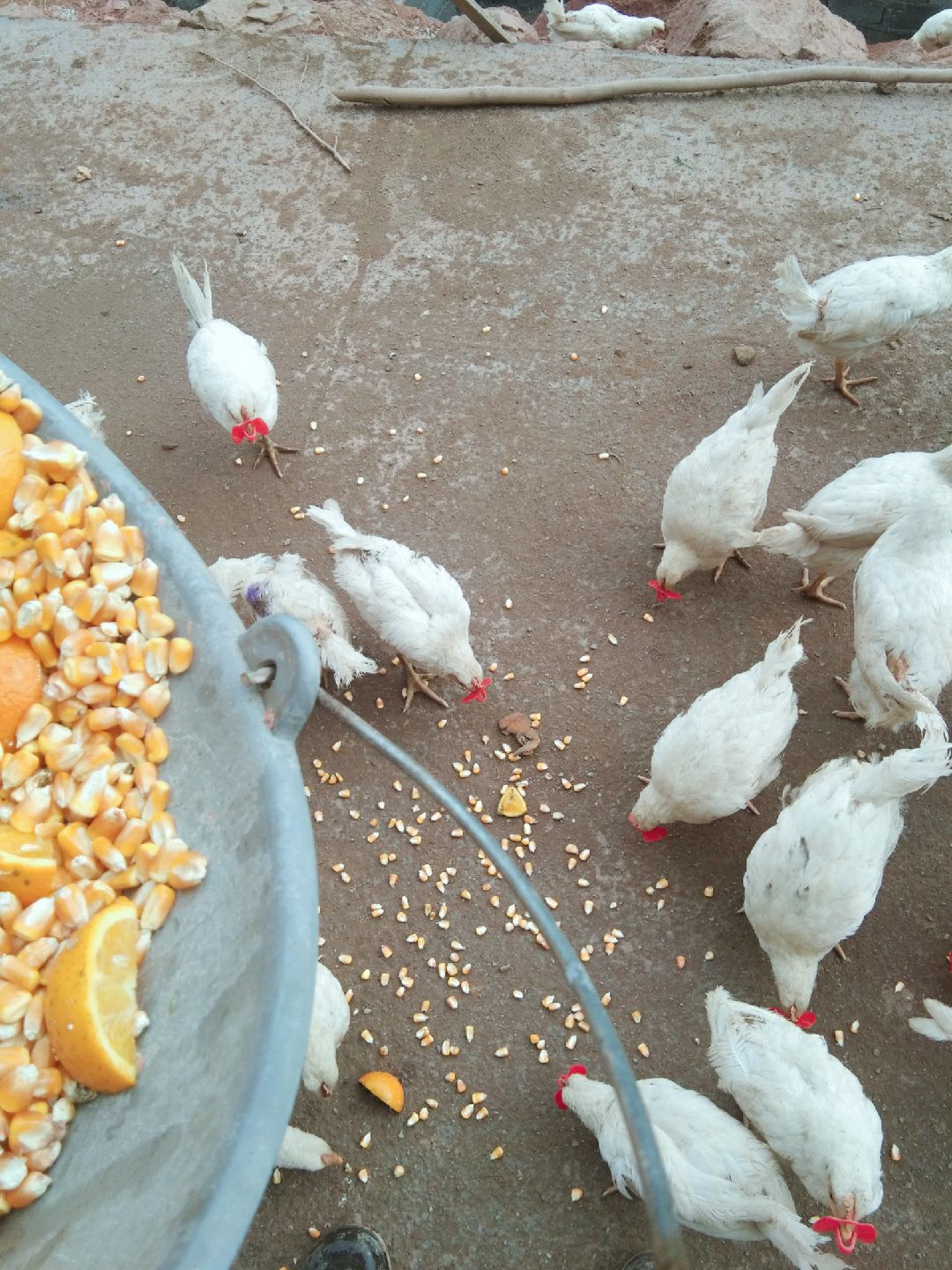  三黄鸡 肉鸡 土鸡