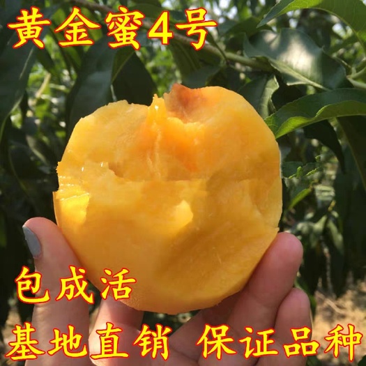 平邑县 黄金蜜 春雪 秋彤 突围 蟠桃 五月红 映霜红等品种桃树苗