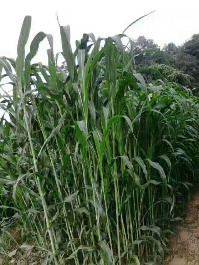  高丹草