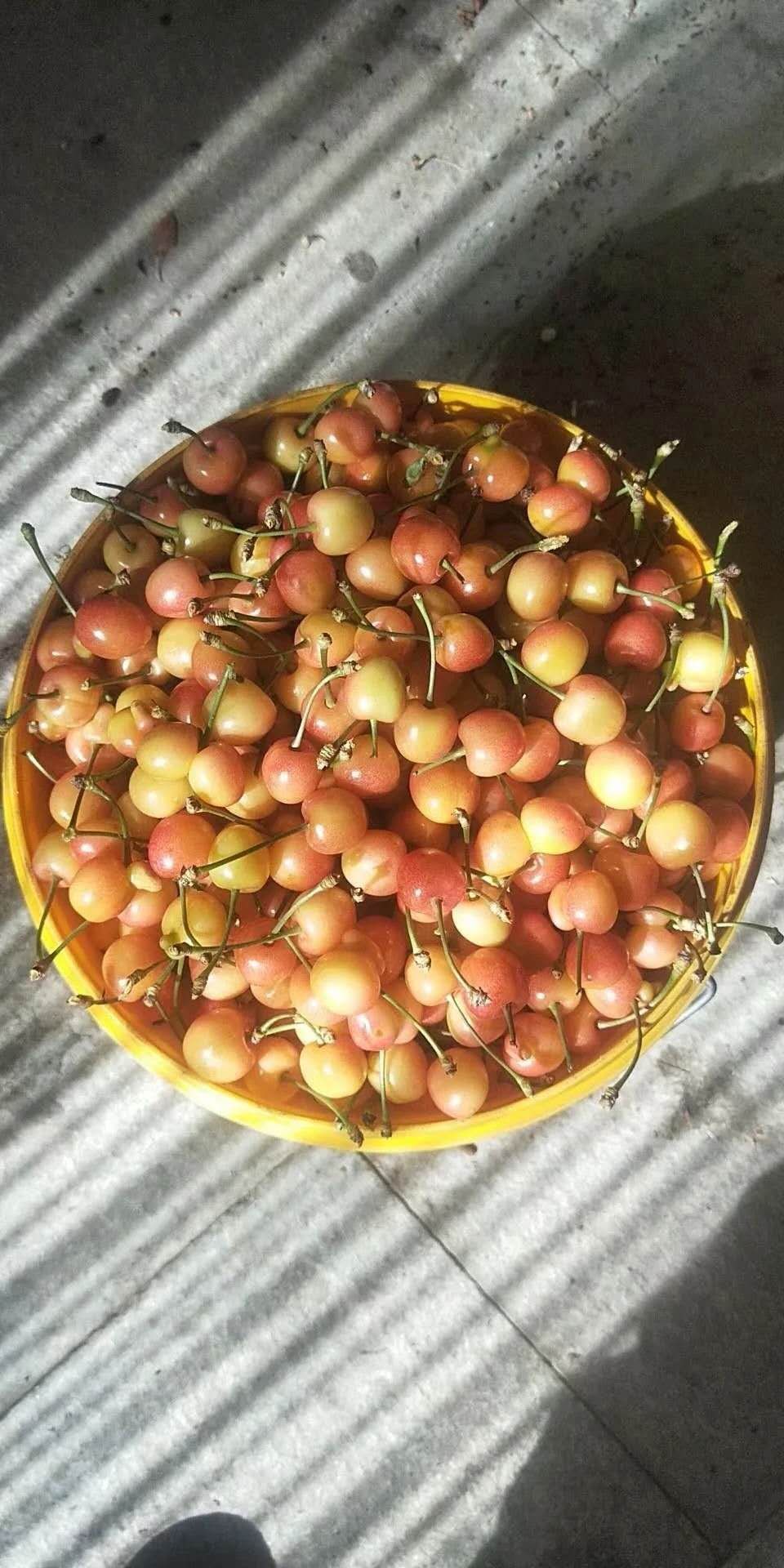黄蜜樱桃苗 樱桃树苗