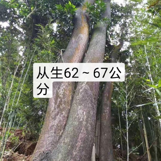 宜宾丛生香樟