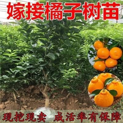 平邑县不知火苗   丑橘树苗丑柑 正宗不知火树苗 嫁接柑桔苗 丑八