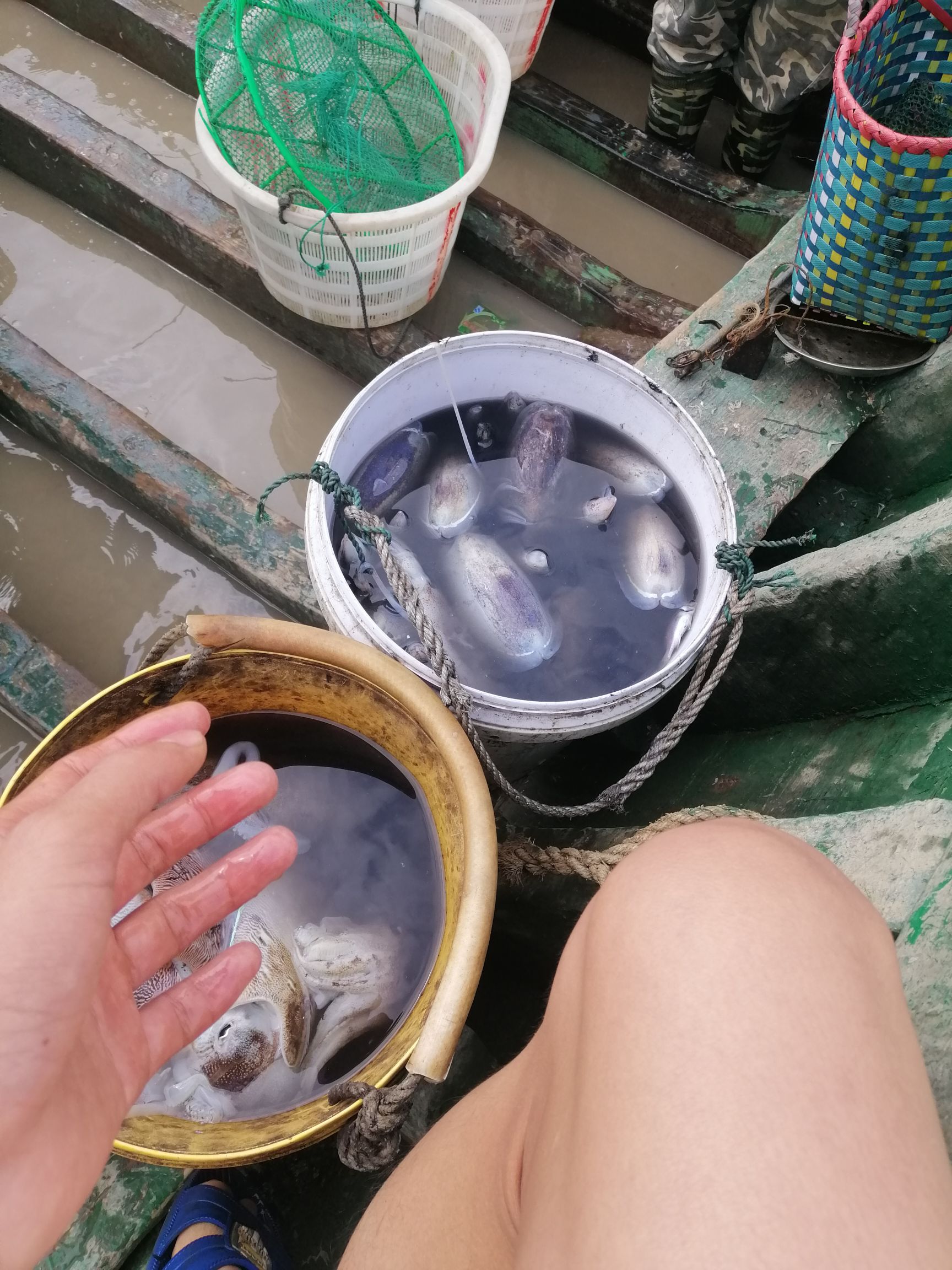 斑乌贼 天然乌贼