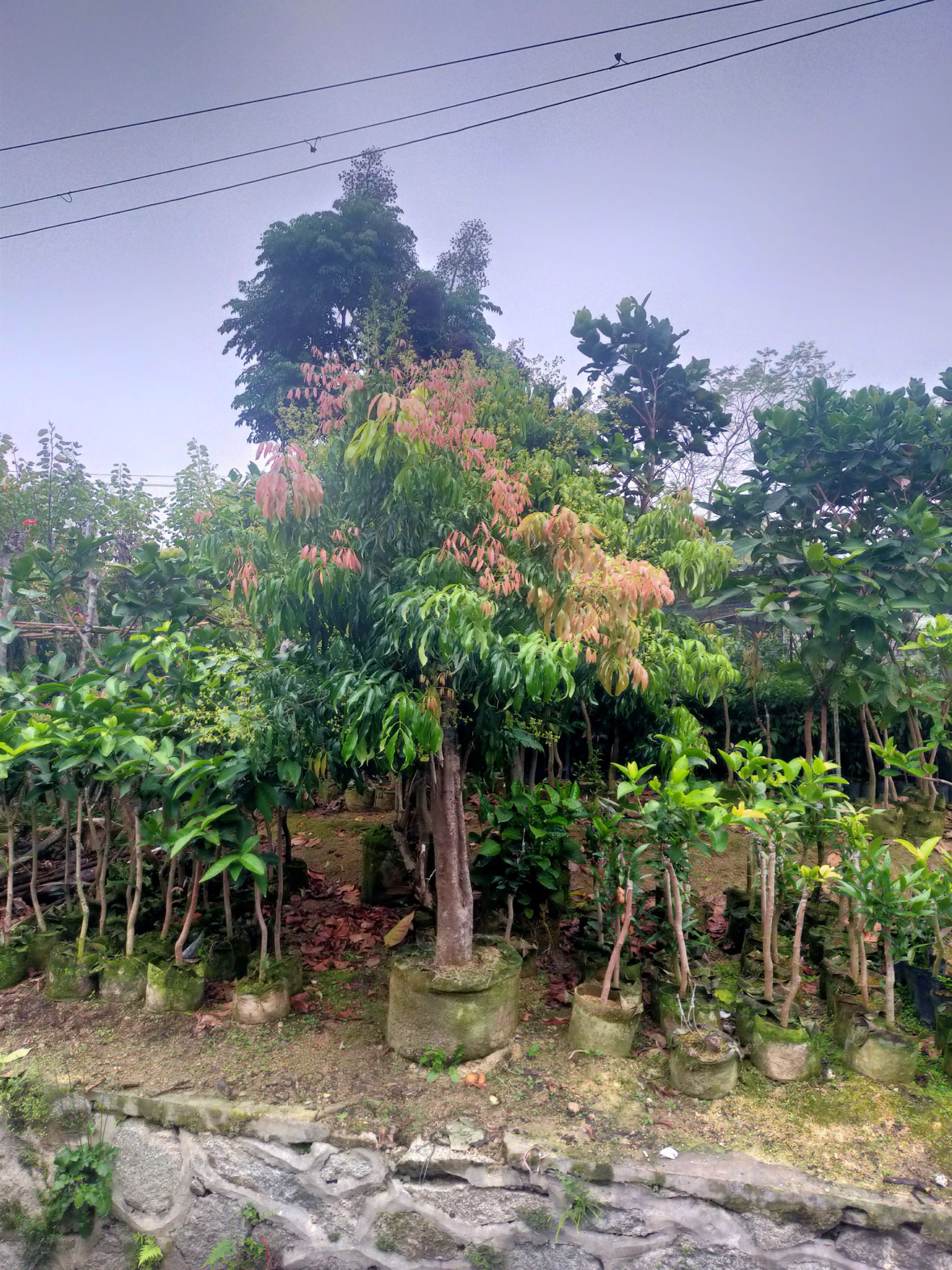 桂味荔枝苗 茘枝苗