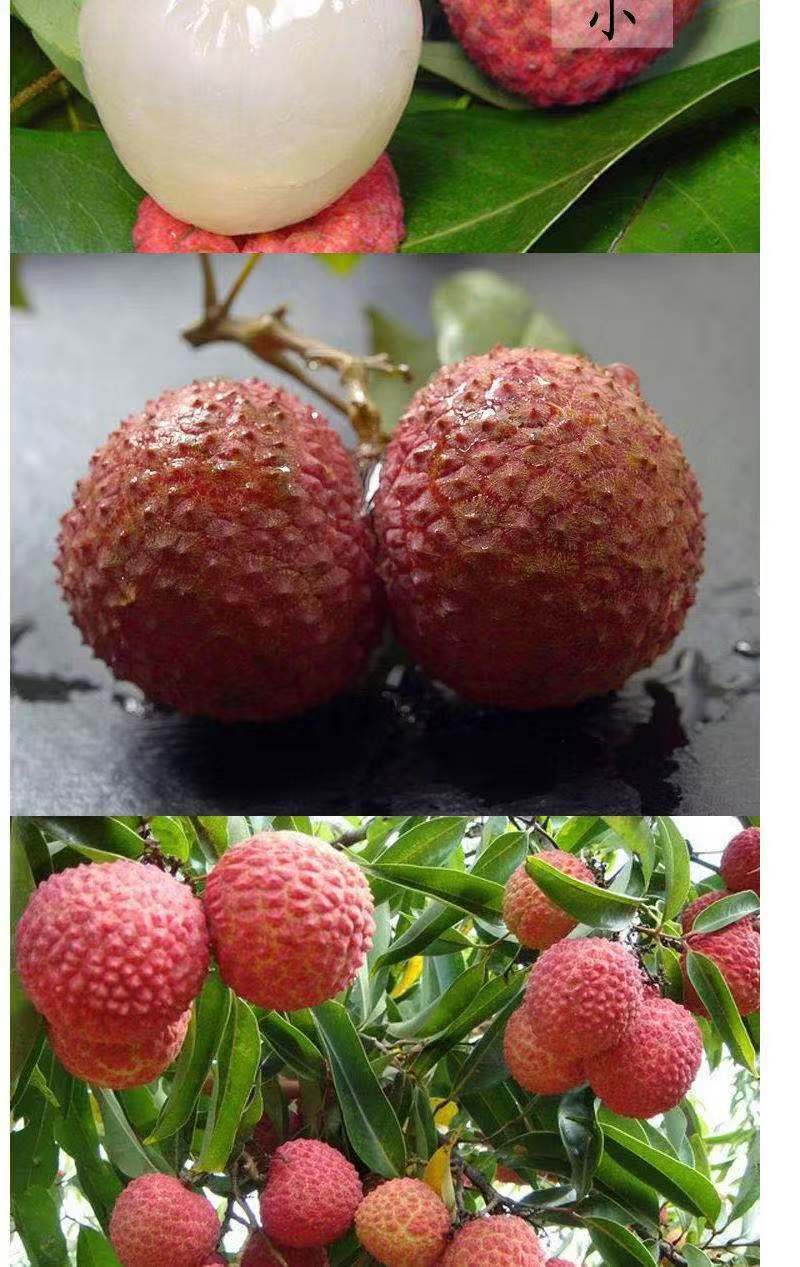 桂味荔枝苗 茘枝苗