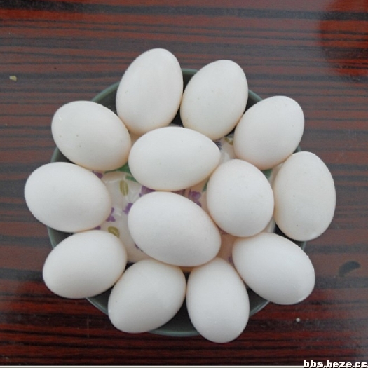 沈丘县 信鸽蛋食用鸽蛋五谷杂粮喂养