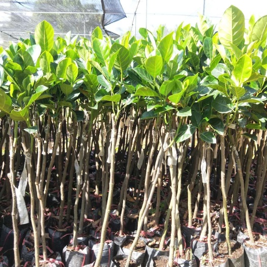 灵山县 秦国12号菠萝蜜苗