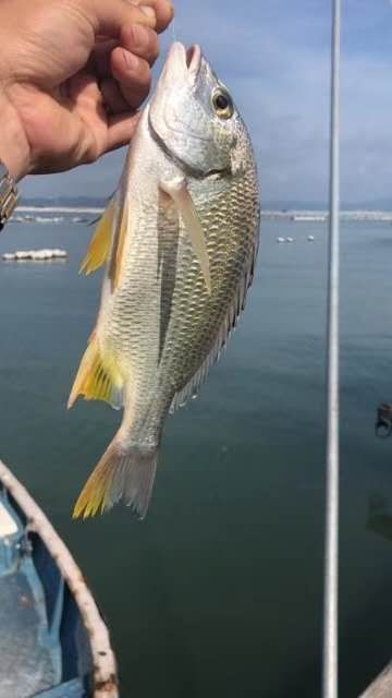 东山县真鲷 东山岛海钓黄翅