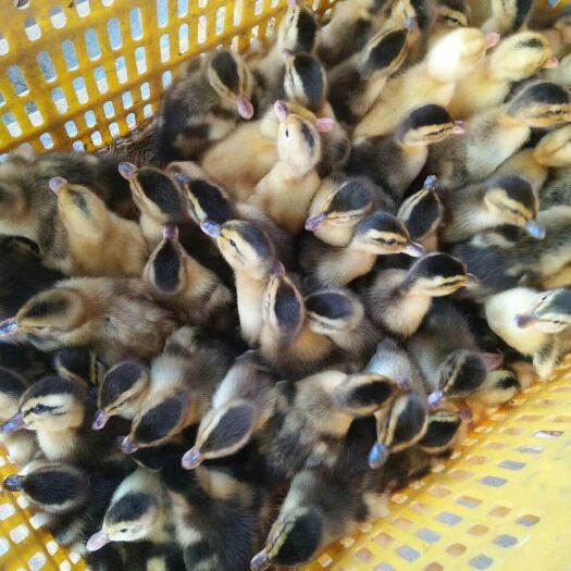 肥东县 合浦杂交鸭苗