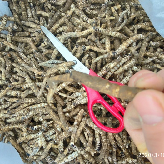 石阡县贵州铜仁无硫虫草生货泡酒煲汤滋补冬虫夏草干品产地直发