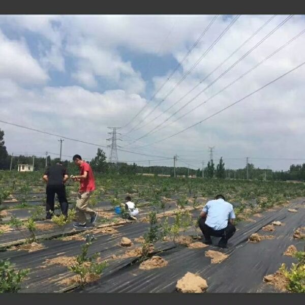 防草布  聚乙烯火龙果园茶田大棚园艺地布灭草布盖草布遮草布除