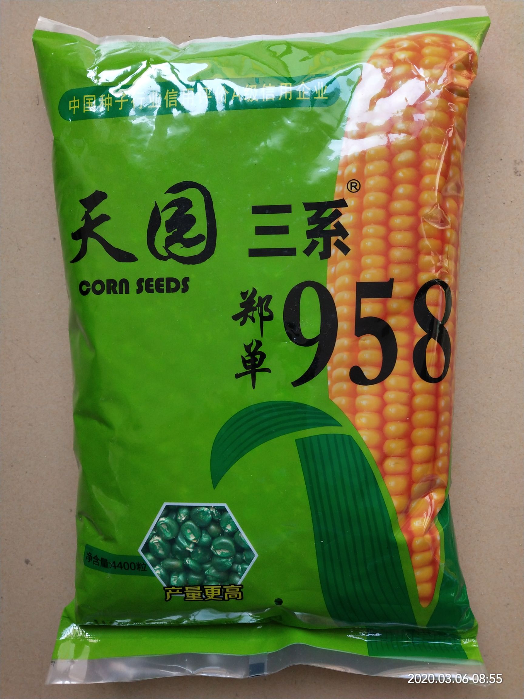 德州郑单958玉米种子  国内销售量大品种，稳定，产量高适应性广