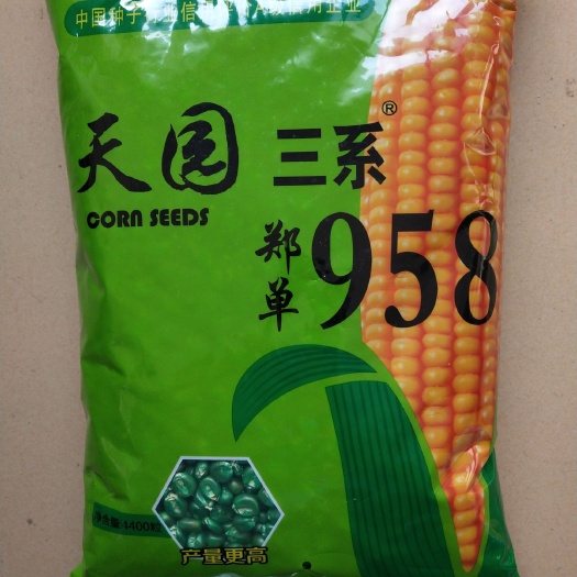 郑单958玉米种子  国内销售量大品种，稳定，产量高适应性广