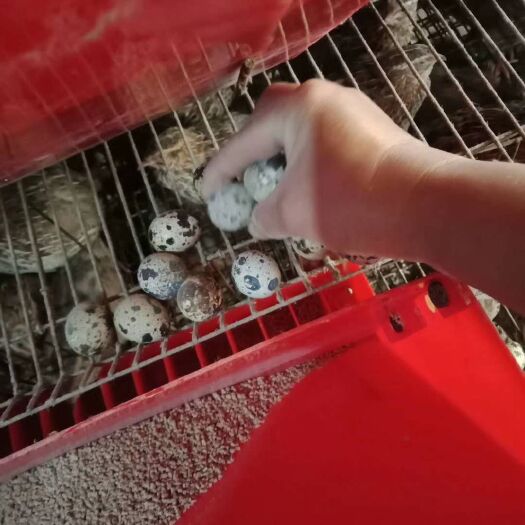 玉林桂花雀蛋 食用 箱装