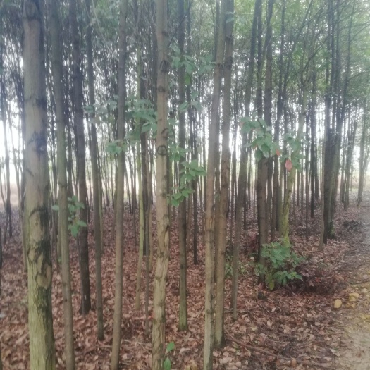 益阳 大量供应各种规格香樟树
