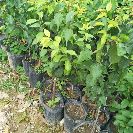 普宁市青竹梅树苗 良好品种，品种纯正，