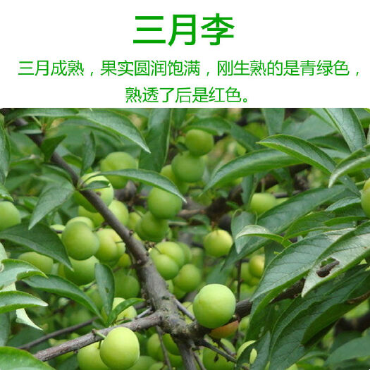 三华李苗 双华李苗