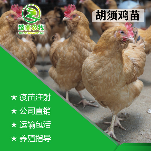 南宁胡须鸡苗 胡须鸡出壳苗包打疫苗，运输包活，厂家直销