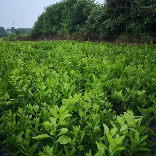 樟树市 长期出售大果型红肉脐橙苗，量大从优，保质保量