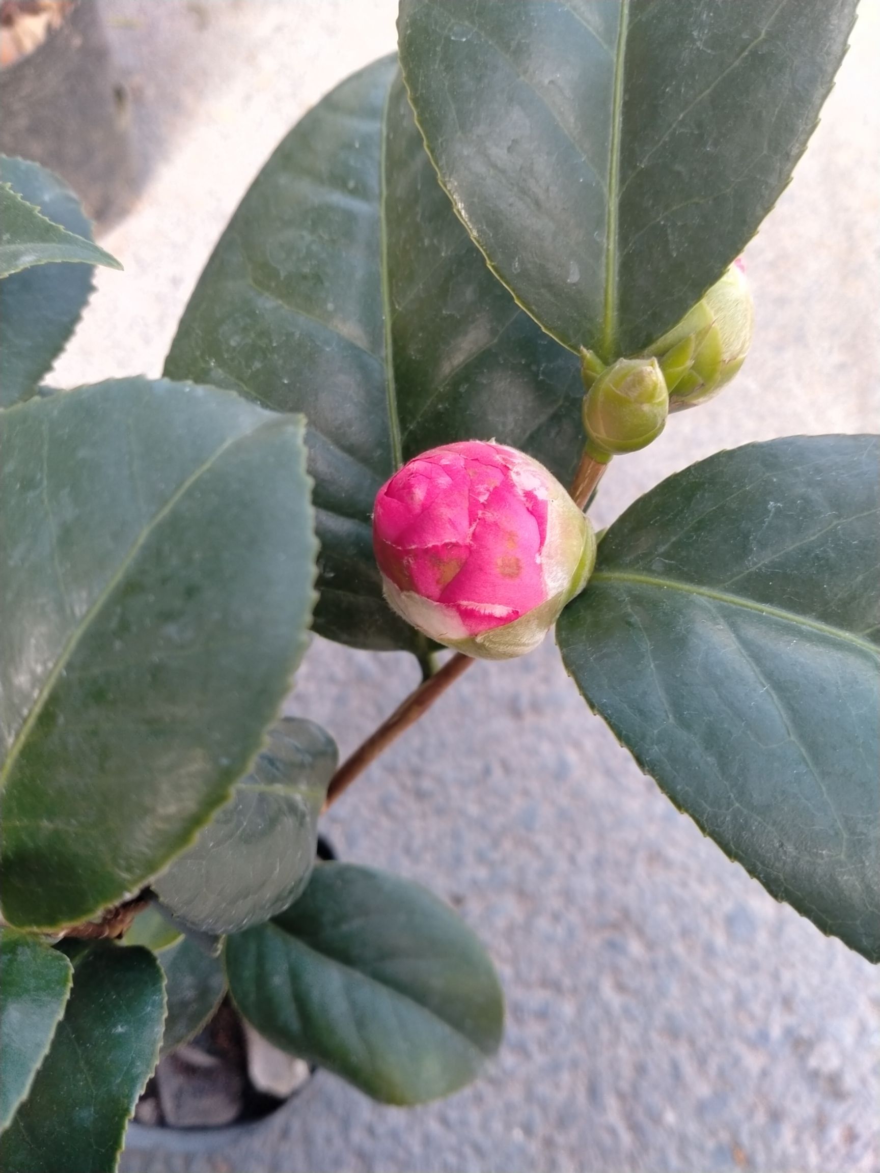 自产自销四季茶花精挑细选，量大价优