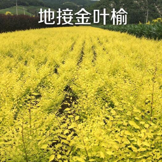 地接金叶榆