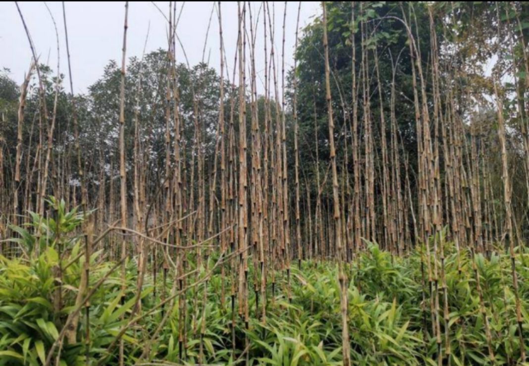 刺竹苗 大量刺竹上市