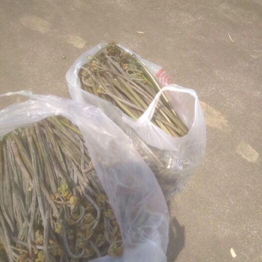 株洲高山蕨菜 野撅，现采，现摘人间美味