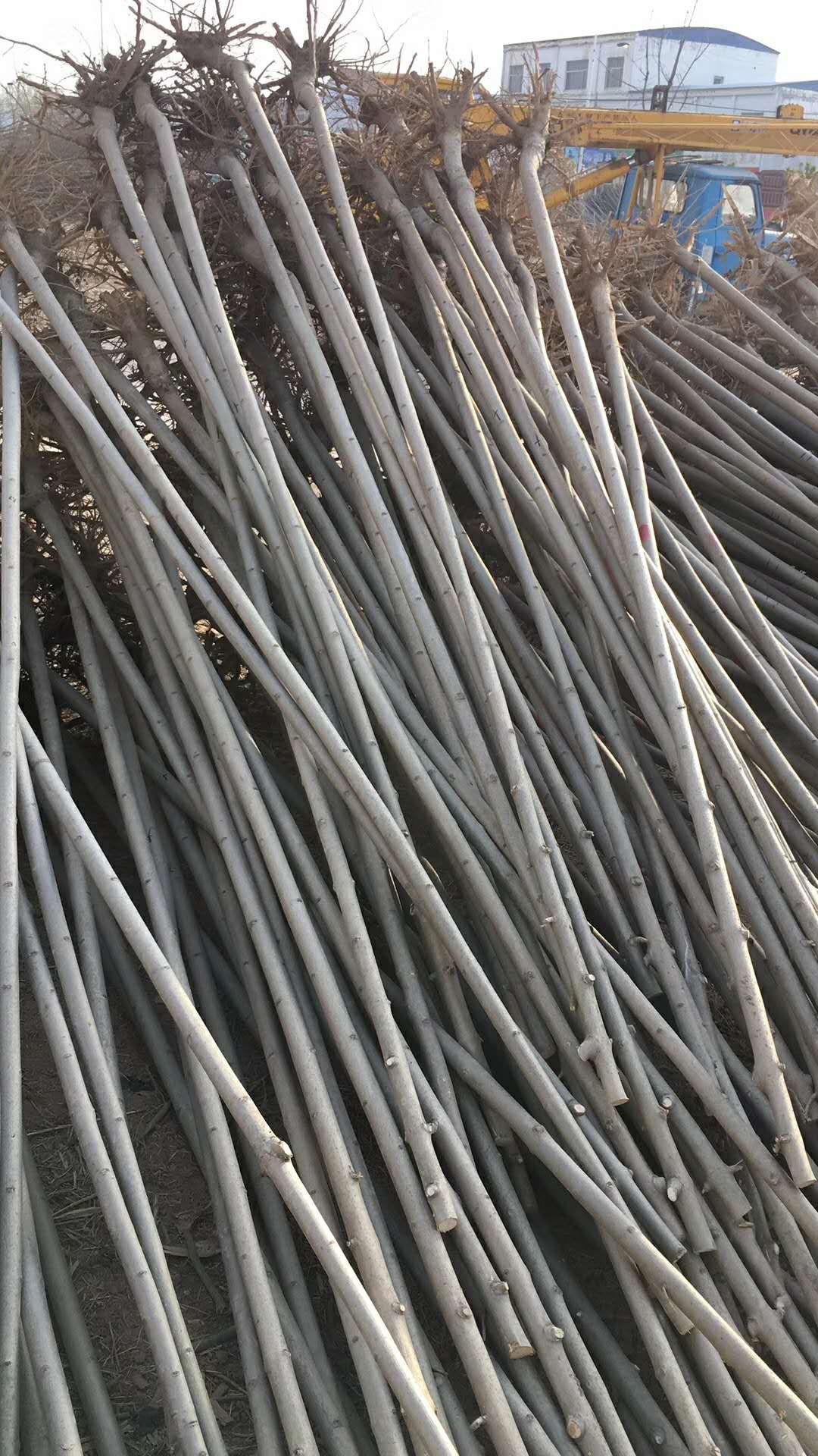  速生白蜡速生国槐，柳树，榆树，现大量上市出售欢迎个人，单位
