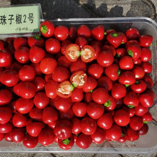 富顺县川椒珠子椒（泡椒型）种子  泡椒专用
