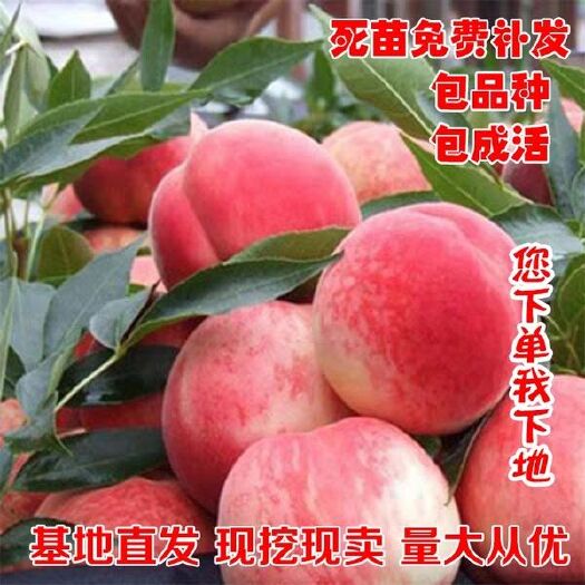 平邑县特大晚熟脆甜青州蜜桃苗嫁接桃树苗南方北方种植耐寒易成活产量