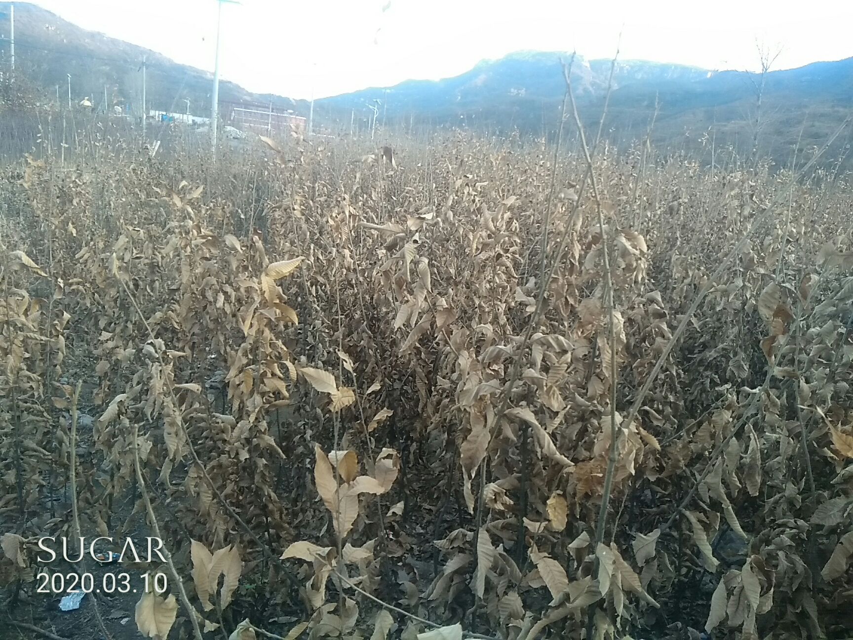 有机板栗 二年实生苗1米到_2米