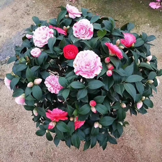 平邑县 茶花盆栽  香妃山茶花   四季开花  带花苞发货