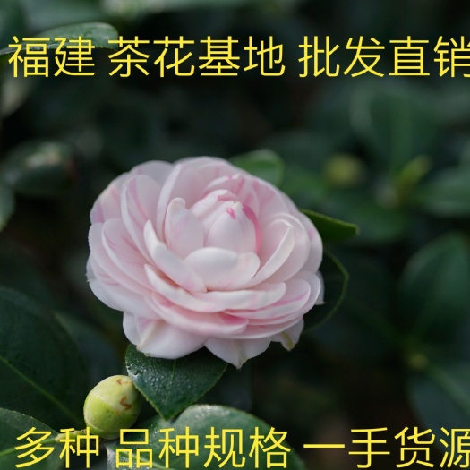 漳平市茶花树  茶花基地批发 五色赤丹 香茶花 赤丹多种品种茶花带花苞茶花